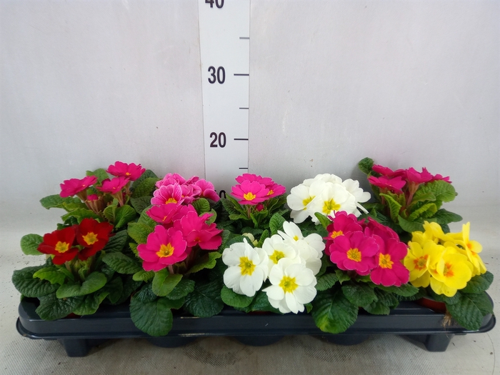 <h4>Primula ac.   ...mix</h4>