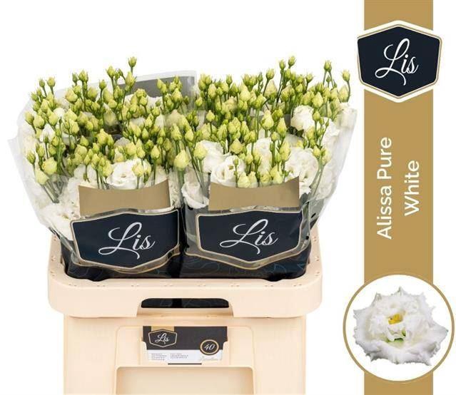 <h4>LIS G ALISSA PURE WHITE</h4>