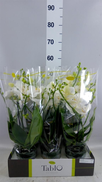 <h4>Phalaenopsis   ...white</h4>