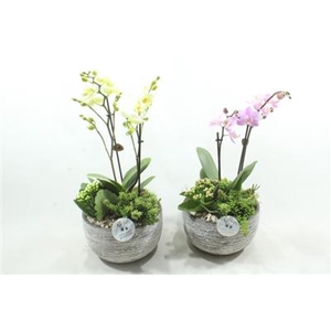 PH51 DAKOTA SMALL PHAL