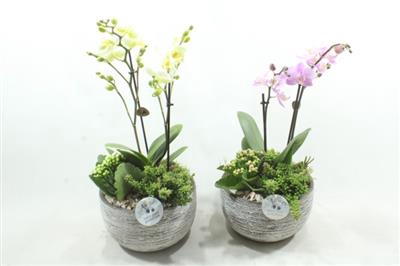 <h4>PH51 DAKOTA SMALL PHAL</h4>