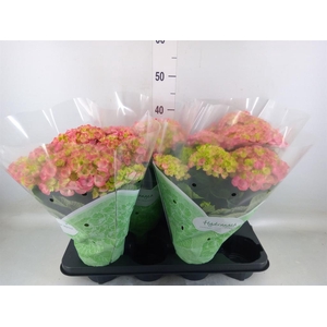 Hydrangea mac. 'Hi River'