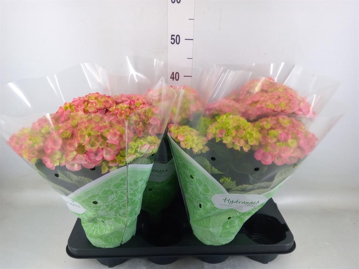 <h4>Hydrangea mac. 'Hi River'</h4>