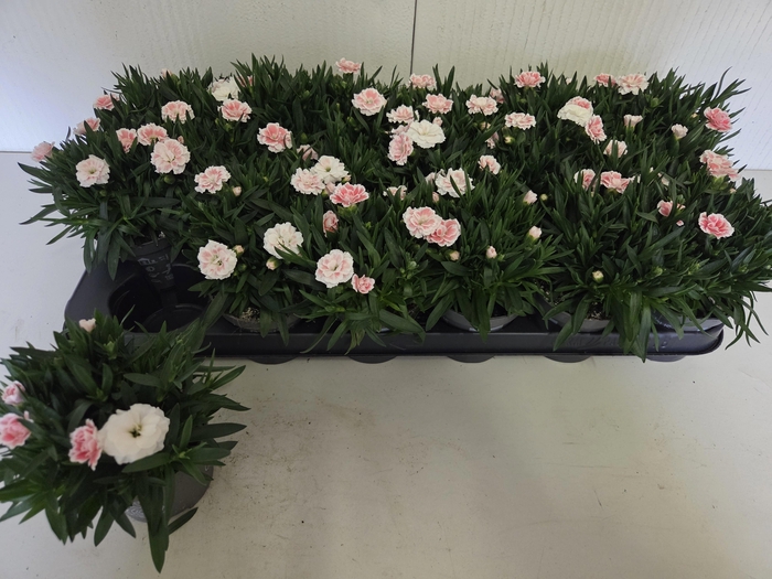 <h4>DIAN OSC WHITE RED</h4>