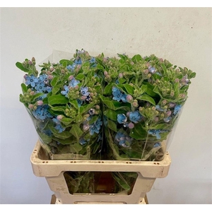 Oxypetal Tan Pur Blu