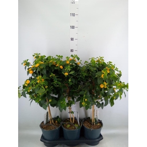 Lantana camara   ...