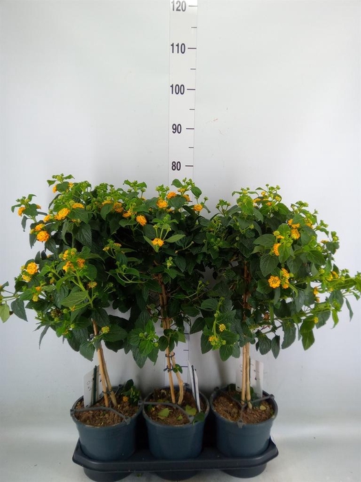 <h4>Lantana camara   ...</h4>