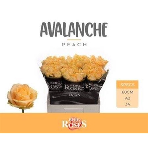 R Gr Avalanche Peach
