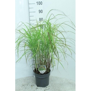 Miscanthus Sinensis Grosse Fontaene