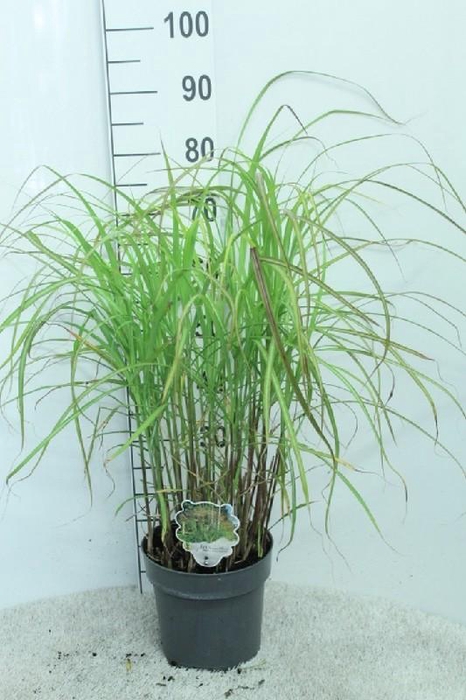 <h4>Miscanthus Sinensis Grosse Fontaene</h4>