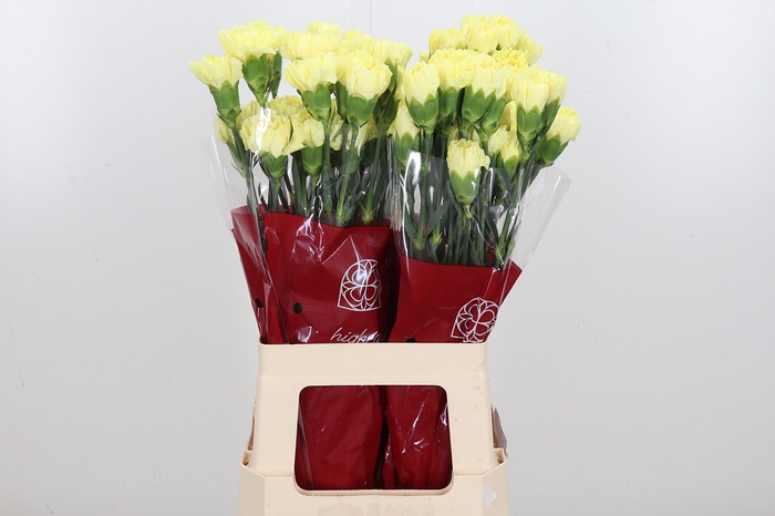 <h4>Di St Hermes Yellow</h4>