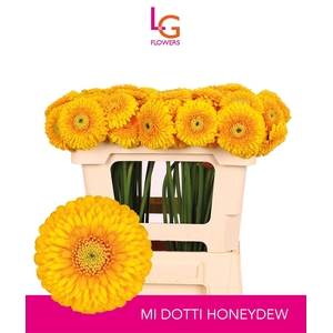 GERMINI POMPONI HONEYDEW