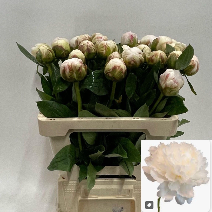 <h4>PAEO L BOWL OF CREAM</h4>