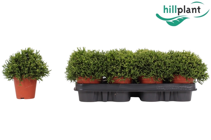 <h4>Hatiora salicornioides 9 cm</h4>