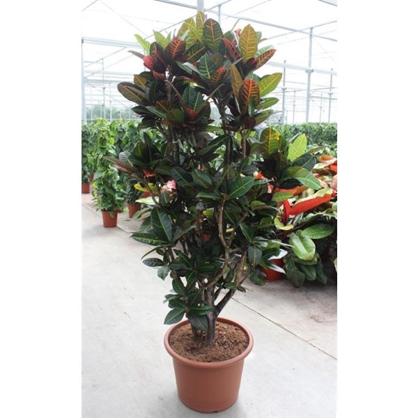 <h4>Codiaeum Petra (Croton Petra)</h4>