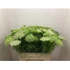 Ammi Visnaga