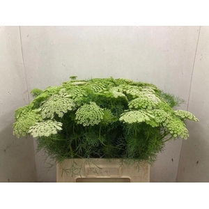 AMMI VISNAGA