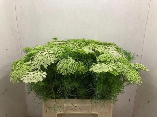 <h4>AMMI VISNAGA</h4>