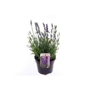 Lavandula Spear Blue