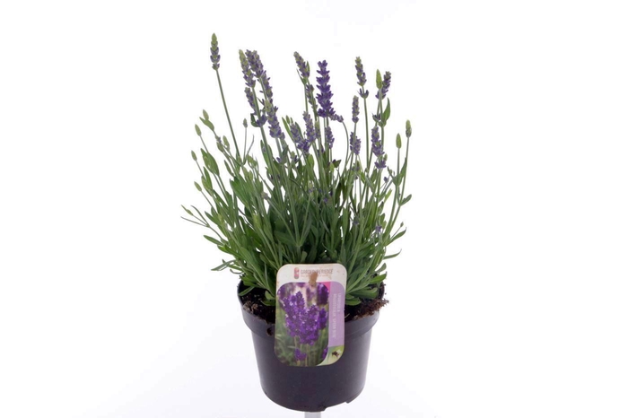 <h4>Lavandula Spear Blue</h4>