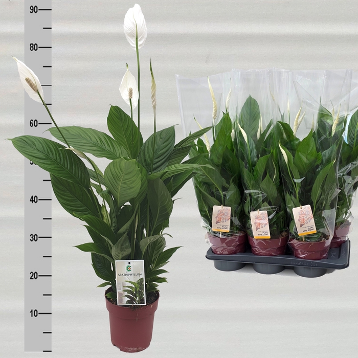 <h4>SPATH TORELLI</h4>