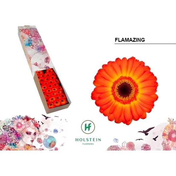 <h4>Ge Mi Flamazing Box Summit</h4>