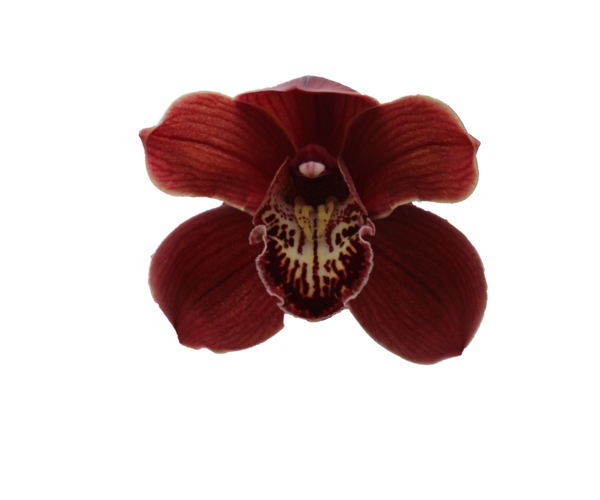 <h4>CYMB T Serena</h4>