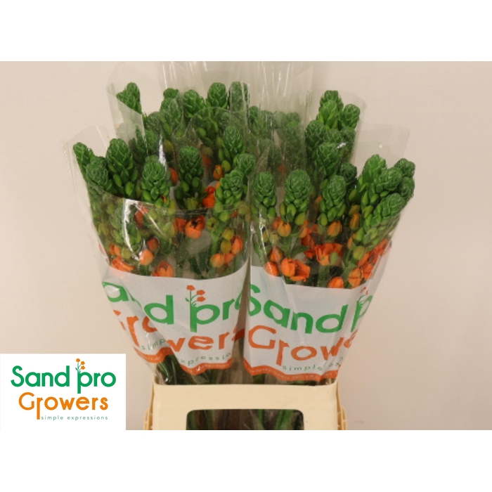 <h4>Ornit Db Sunray</h4>