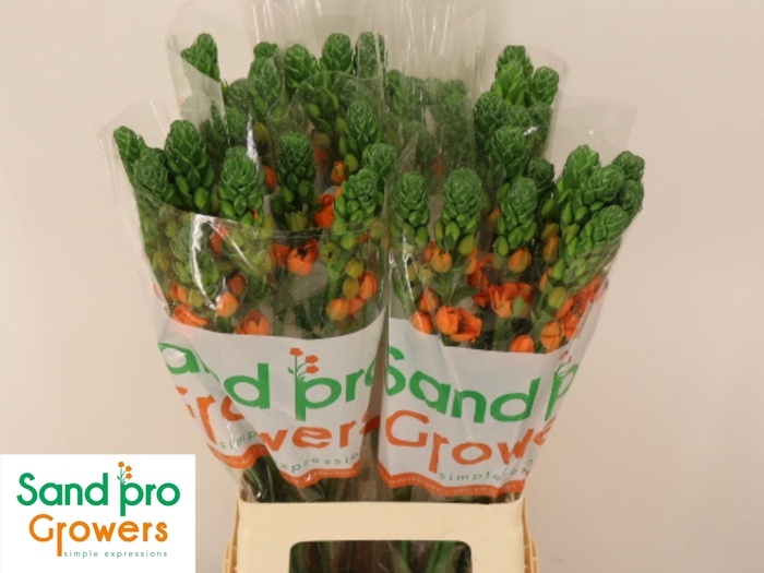 <h4>ORNIT DB SUNRAY</h4>