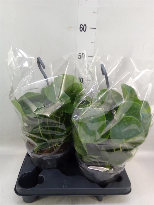 <h4>Pilea peperomioides</h4>