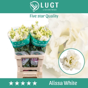 Lisianthus Alissa White 996