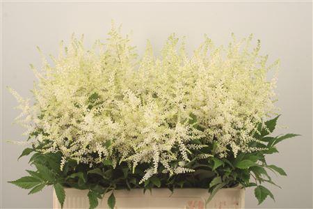 <h4>Astilbe Wasingthon White X50</h4>