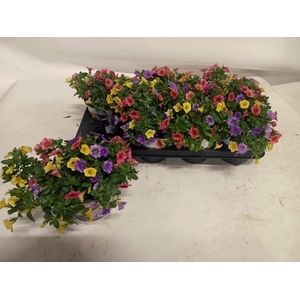 CALIB TRIOB P GEM PT