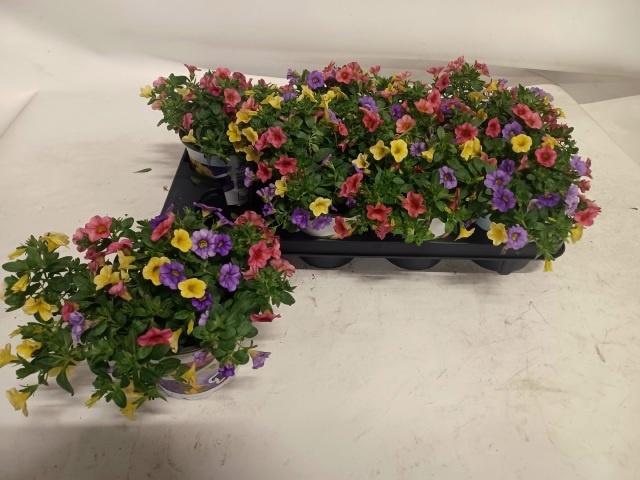 <h4>CALIB TRIOB P GEM PT</h4>