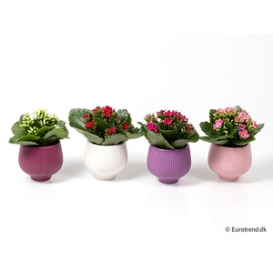 KALANCHOE BLOSSF P6 E 4642