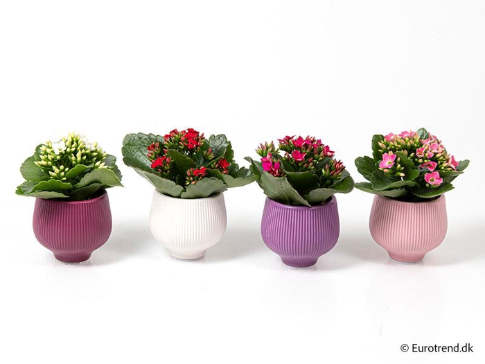 <h4>KALANCHOE BLOSSF P6 E 4642</h4>