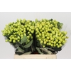 Hypericum Smiley Romance