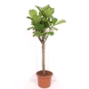 Ficus Lyrata stam