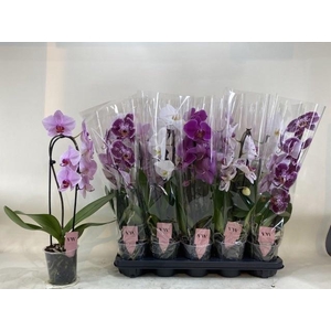 PHAL GEM