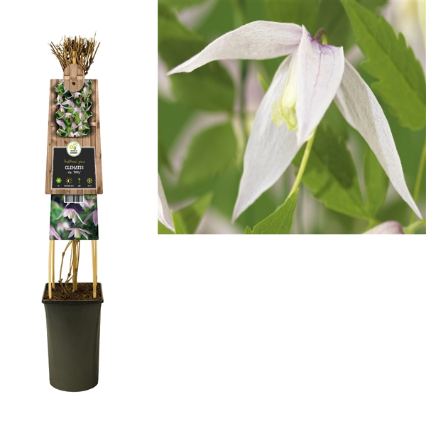 <h4>Clematis alp. 'Willy' +3.0 label</h4>