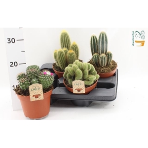 Cactus mix 15Ø 16cm
