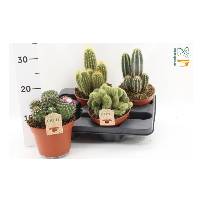 <h4>Cactus mix 15Ø 16cm</h4>
