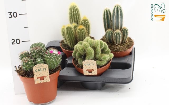 Cactus mix 15Ø 16cm