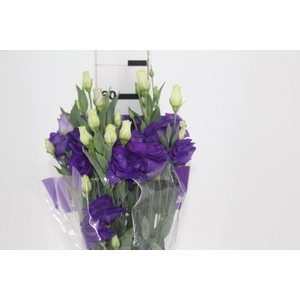 LISIANTHUS ROSITA III BLUE ROXO 060 CM