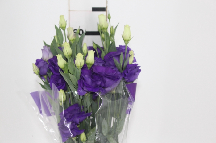 <h4>LISIANTHUS ROSITA III BLUE ROXO 060 CM</h4>