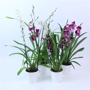 Inca Orchid mix 2 spike Purple-Pink-White