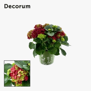 Hydrangea Bol Red 7 - 12 kop in zink groen (Decorum)