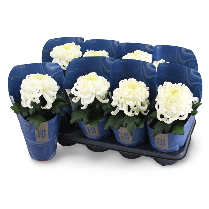<h4>Chrysanne CoCo White</h4>