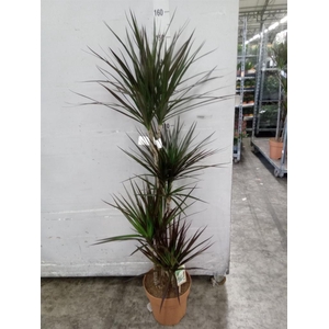 Dracaena marg. 'Magenta'