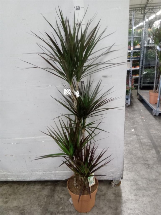 <h4>Dracaena marg. 'Magenta'</h4>